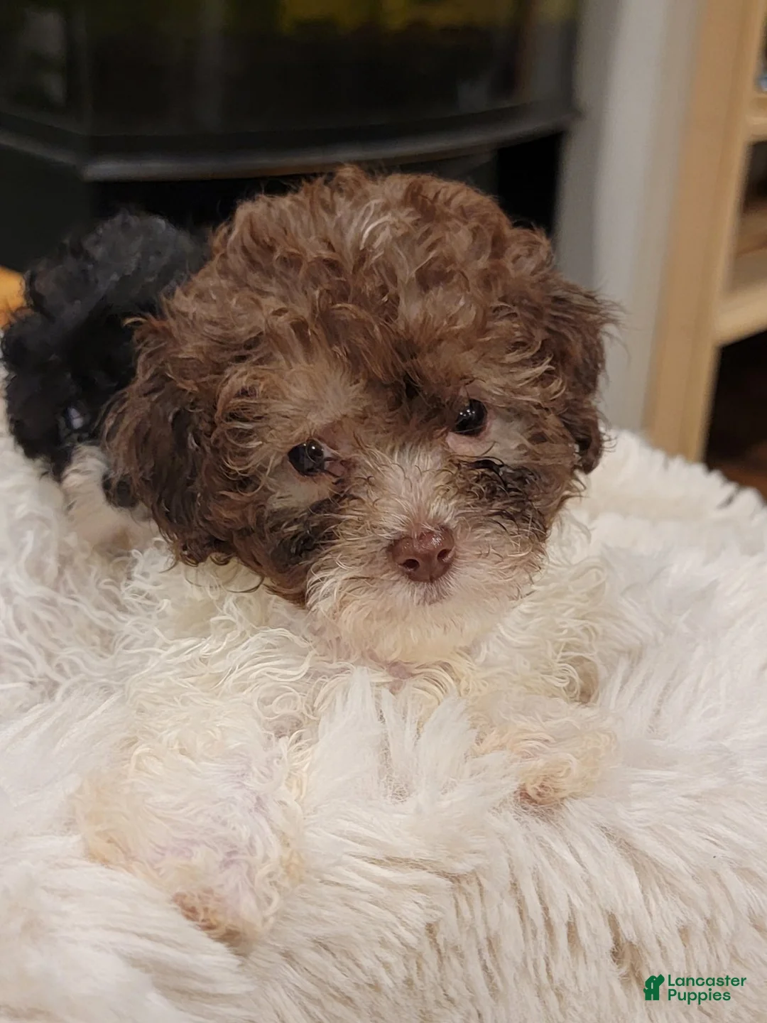 Toy Poodle dogs for sale: Toy Poodle 2 - Ad 1