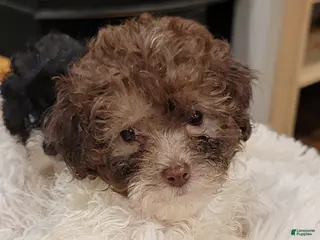Toy Poodle dogs Toy Poodle 2 - Ad 37