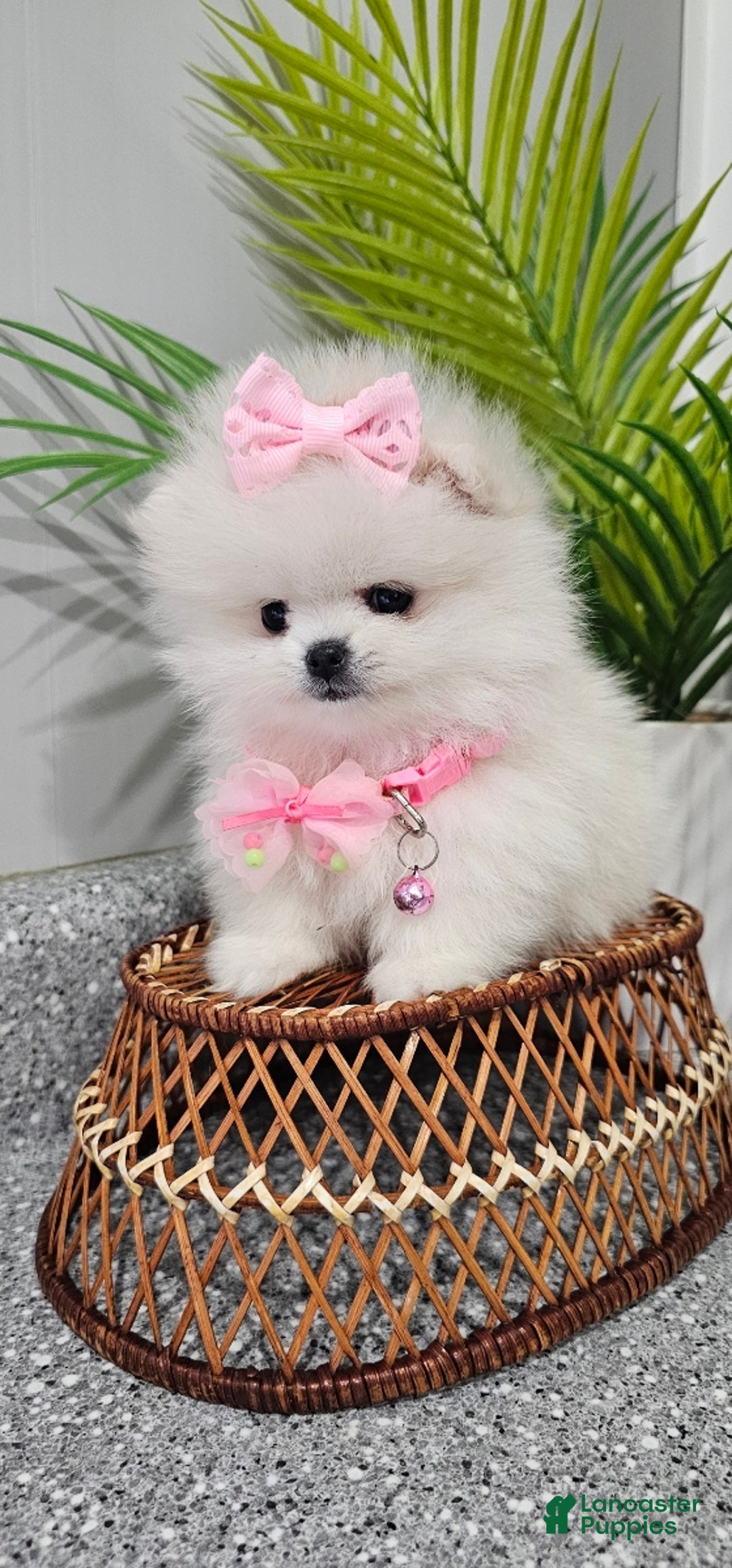 Pomeranian dogs for sale: Tiny Snow Fairy - Ad 5
