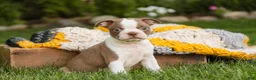 Boston Terrier dogs for sale: Beau Boston Terrier  - Ad 5