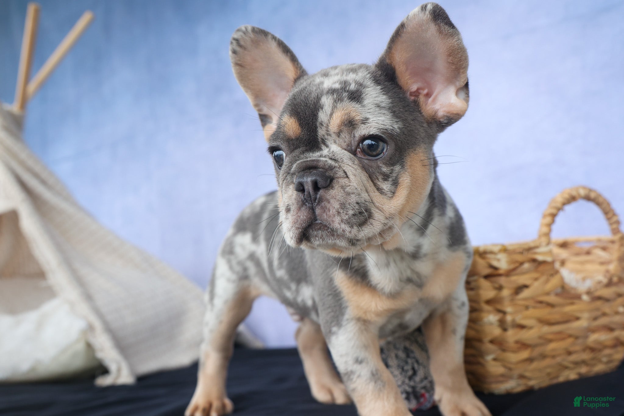French Bulldog dogs Ike 💙 - Ad 1