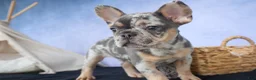 French Bulldog dogs for sale: Ike 💙 - Ad 1