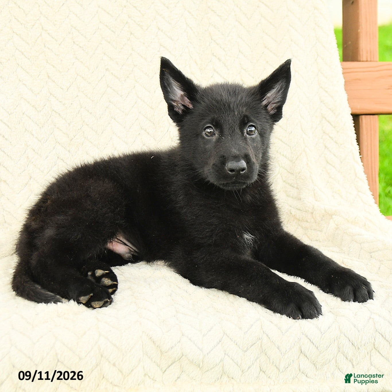 German Shepherd dogs Benton - Ad 2