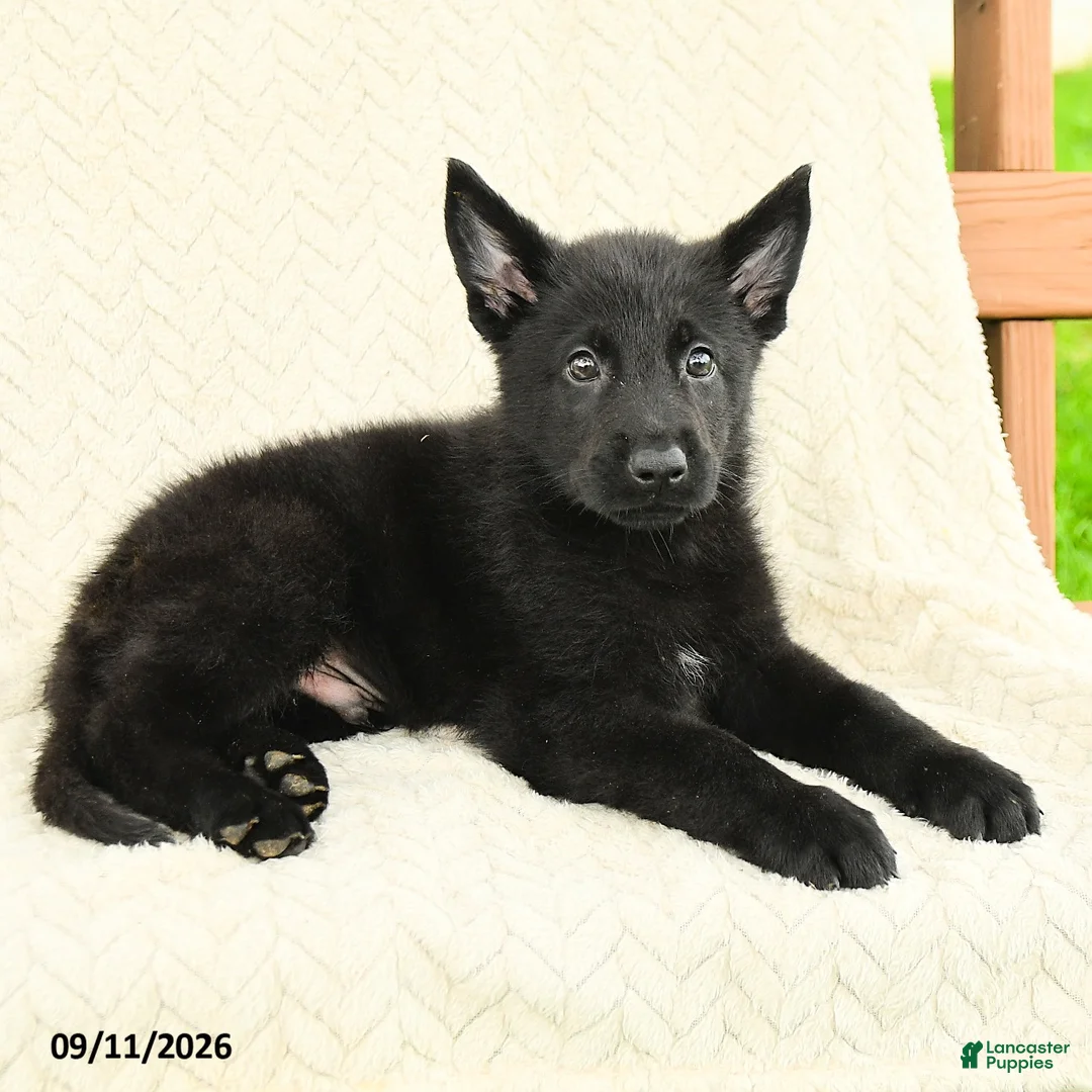 German Shepherd dogs for sale: Benton - Ad 2