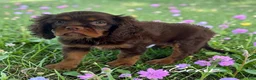 Cavalier King Charles Spaniel dogs for sale: Cavalier King Charles Spaniel 1 - Ad 3