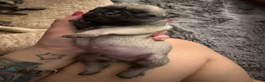 Pug 1