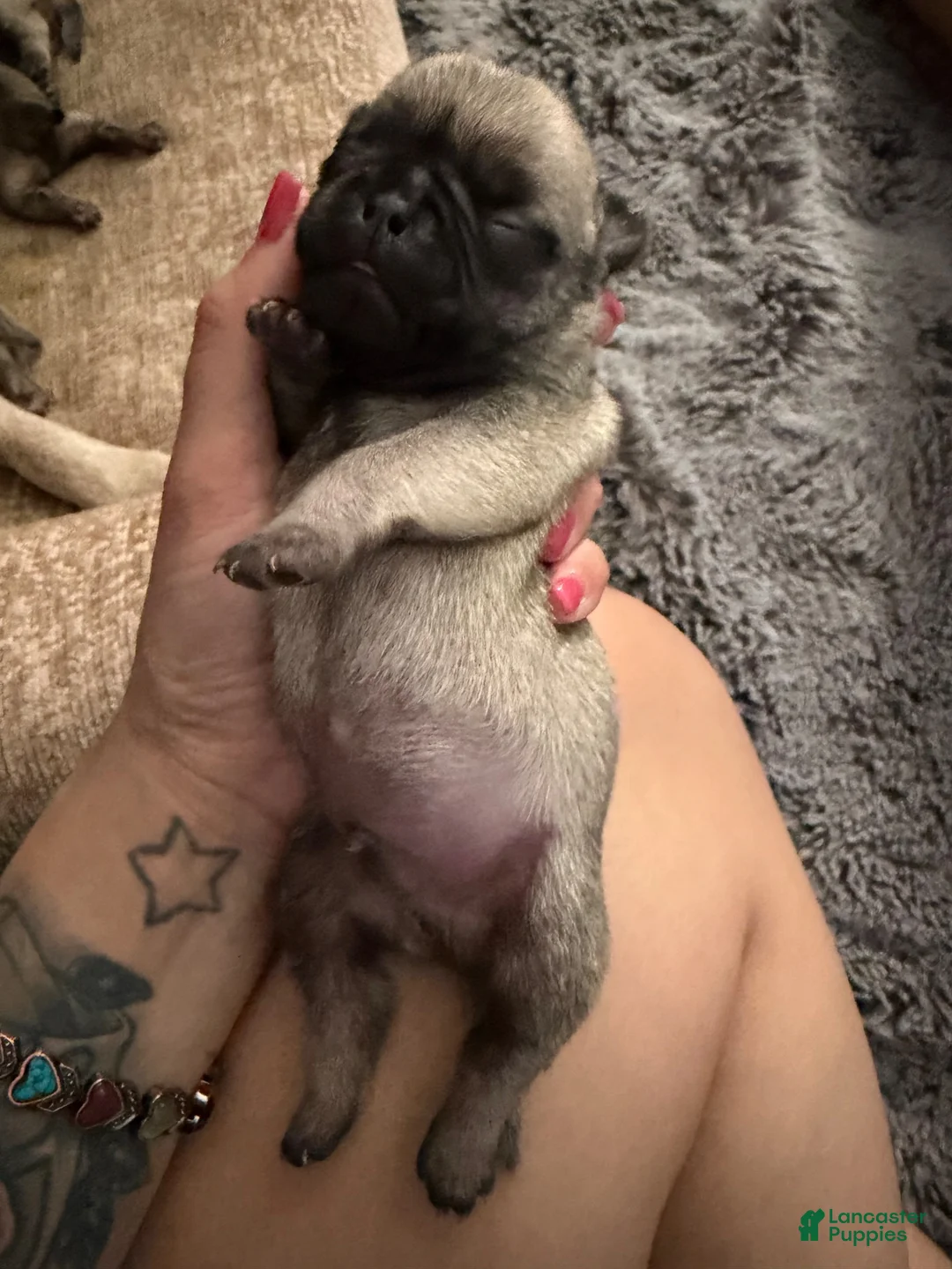 Pug dogs for sale: Pug 1 - Ad 1