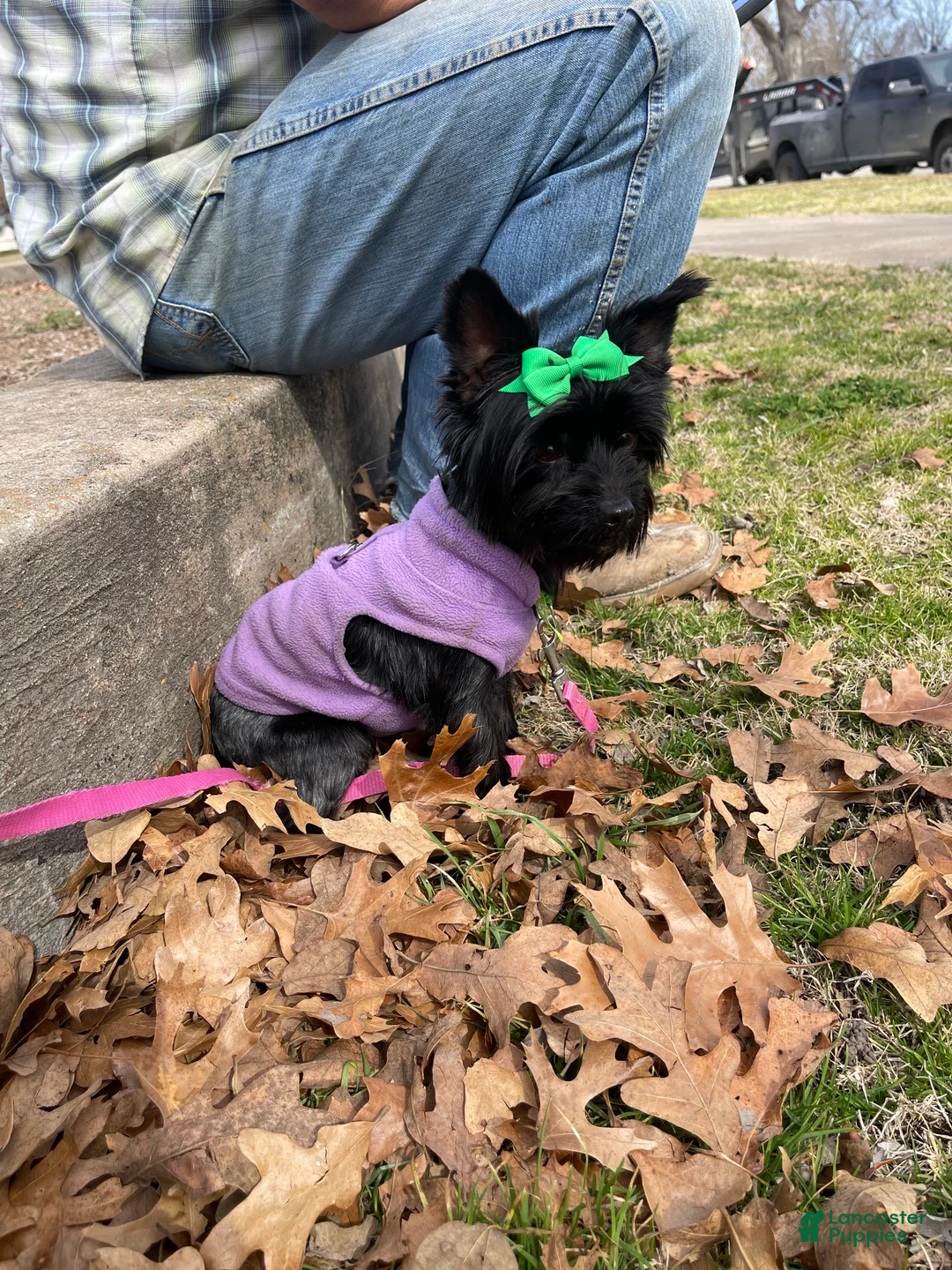 Yorkshire Terrier dogs for sale: KB Black 5 pound Mia - Ad 8