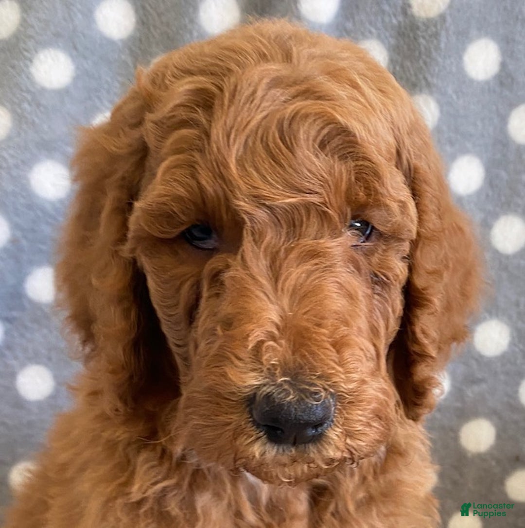 Standard Poodle dogs for sale: Jack - Ad 5
