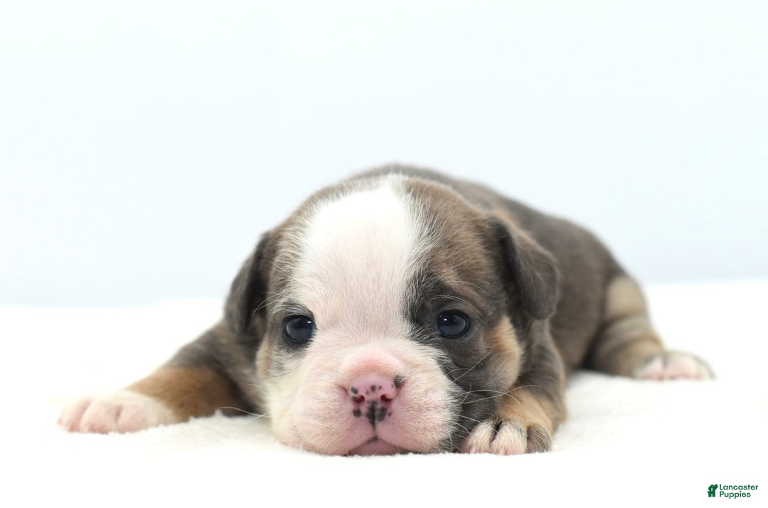 Mixed Breed dogs for sale: Savanna Tiny mini bulldog  - Ad 12