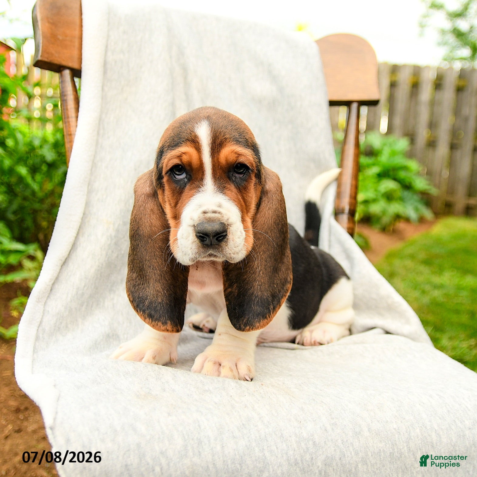 Basset Hound dogs Baldwin - Ad 2