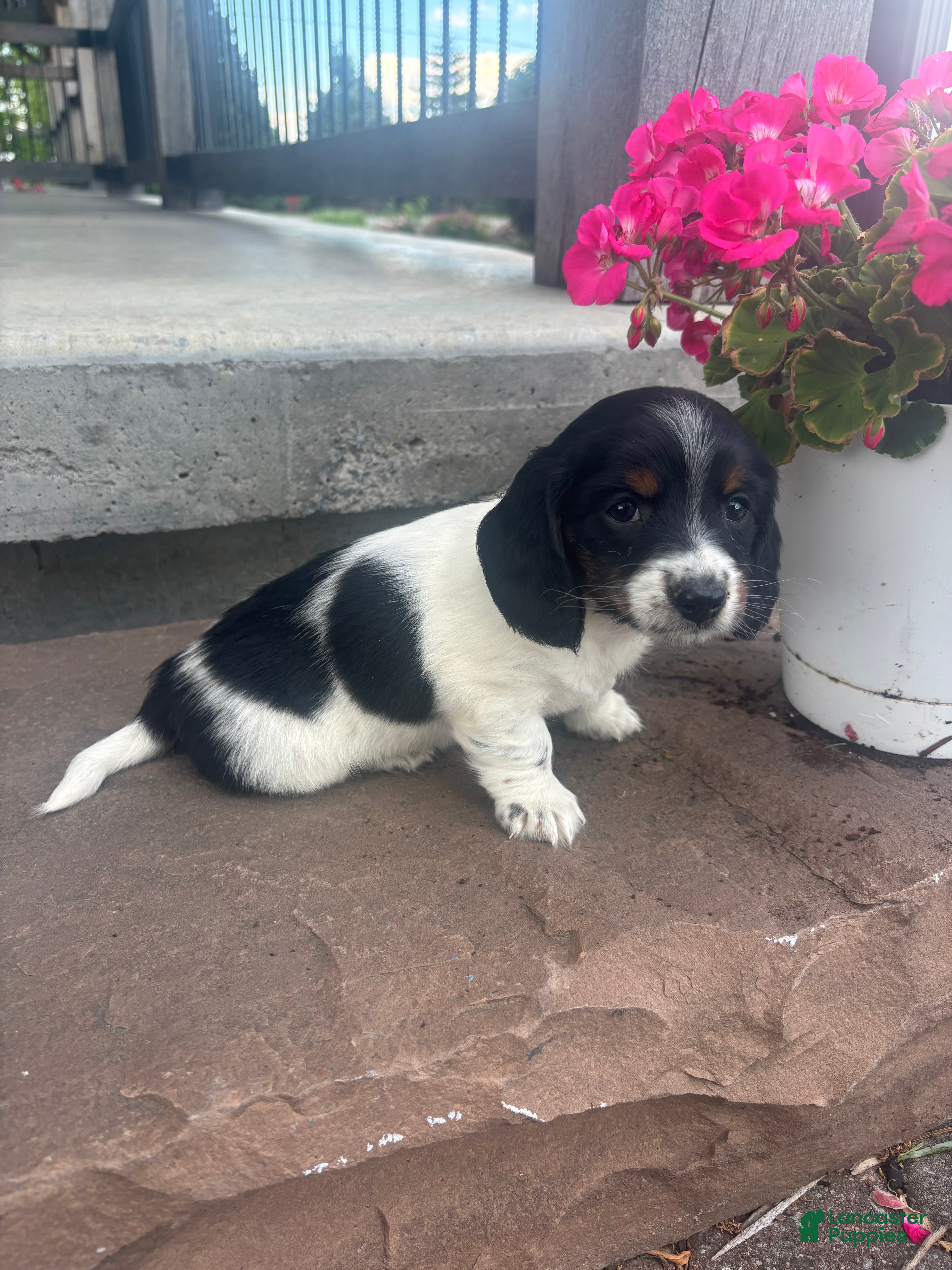 Miniature Dachshund dogs Paisley  - Ad 2