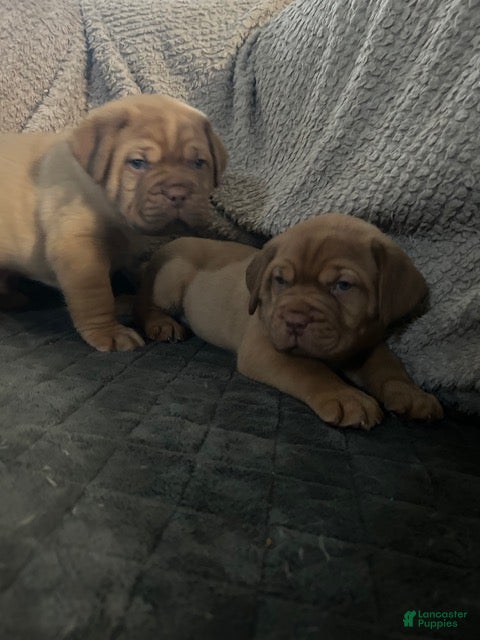 Dogue De Bordeaux dogs for sale: Dogue De Bordeaux 4 - Ad 2