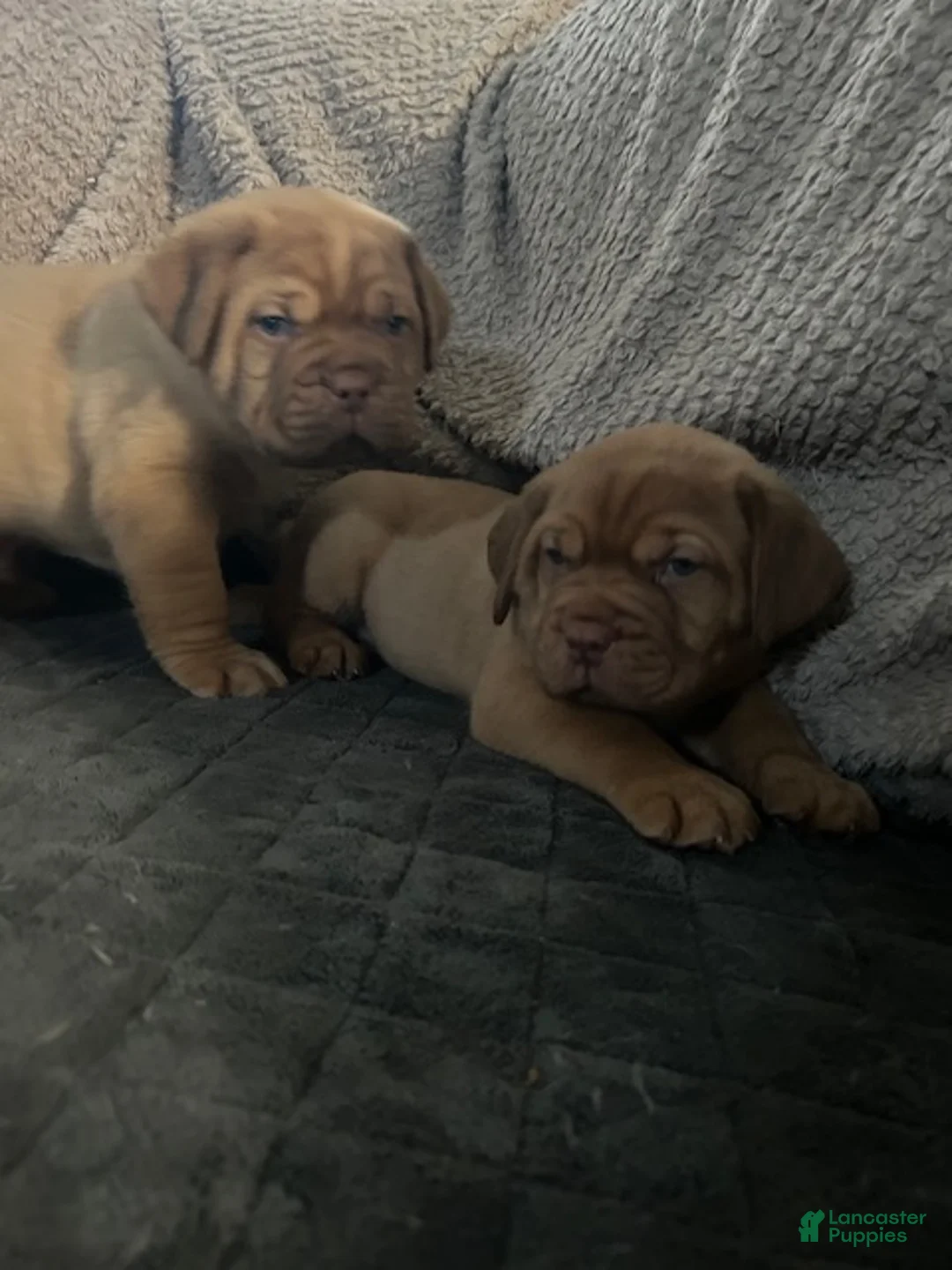 Dogue De Bordeaux dogs for sale: Dogue De Bordeaux 4 - Ad 1