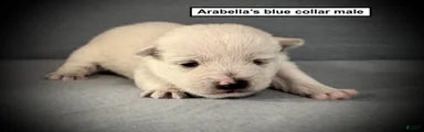 AKC Arabella's Blue Collar Male