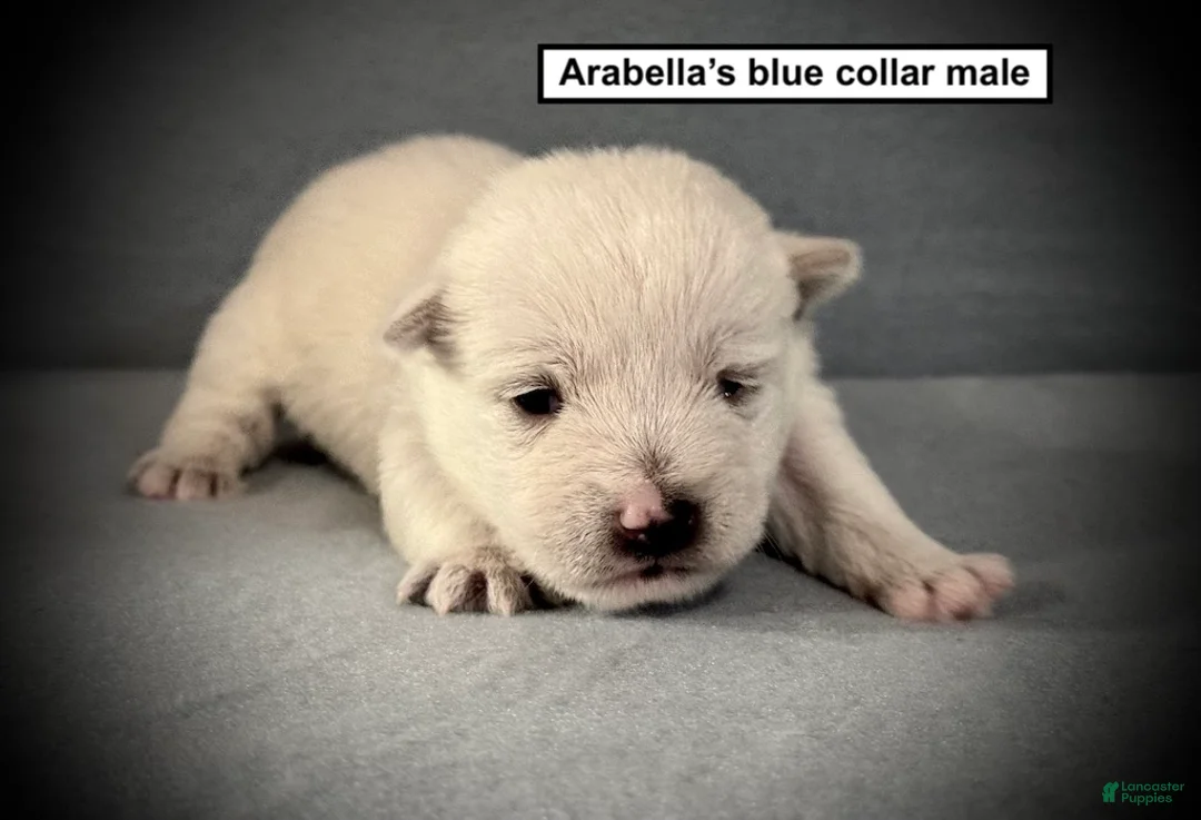 West Highland Terrier dogs for sale: AKC Arabella's Blue Collar Male - Ad 1