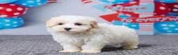 Maltipoo dogs for sale: Hazel - Ad 5