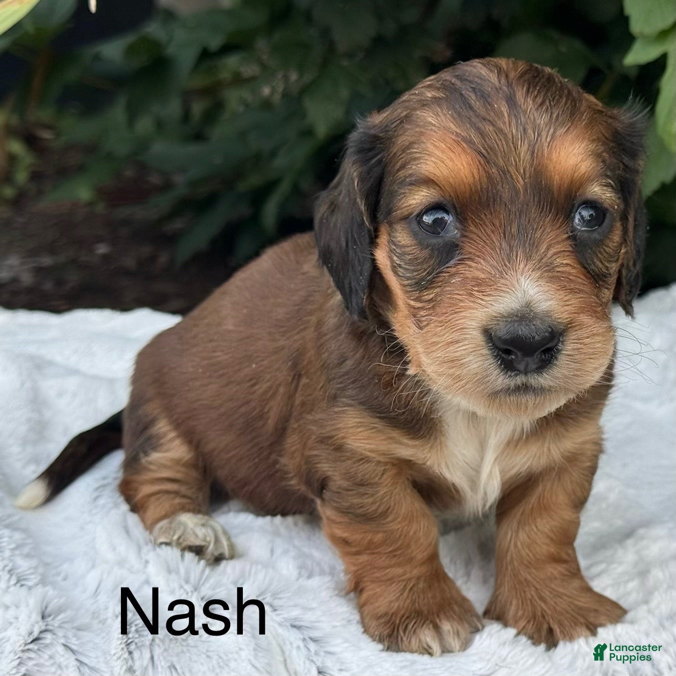 Miniature Dachshund dogs Nash - Ad 1