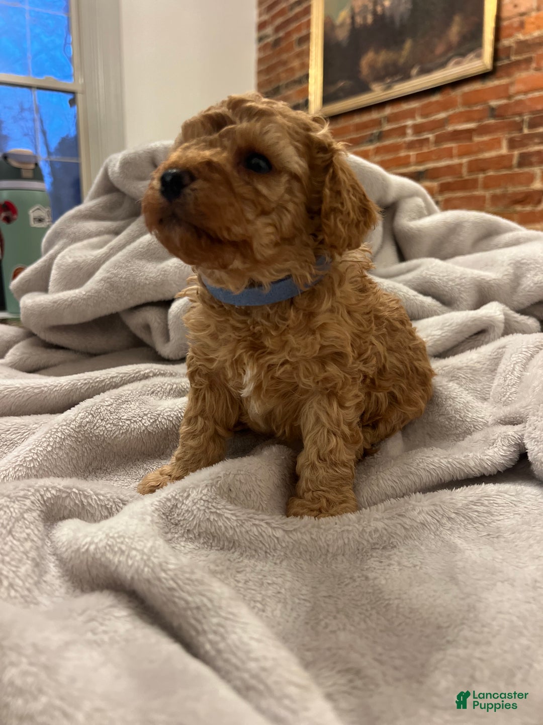 Toy Poodle dogs for sale: Leonardo - Ad 2