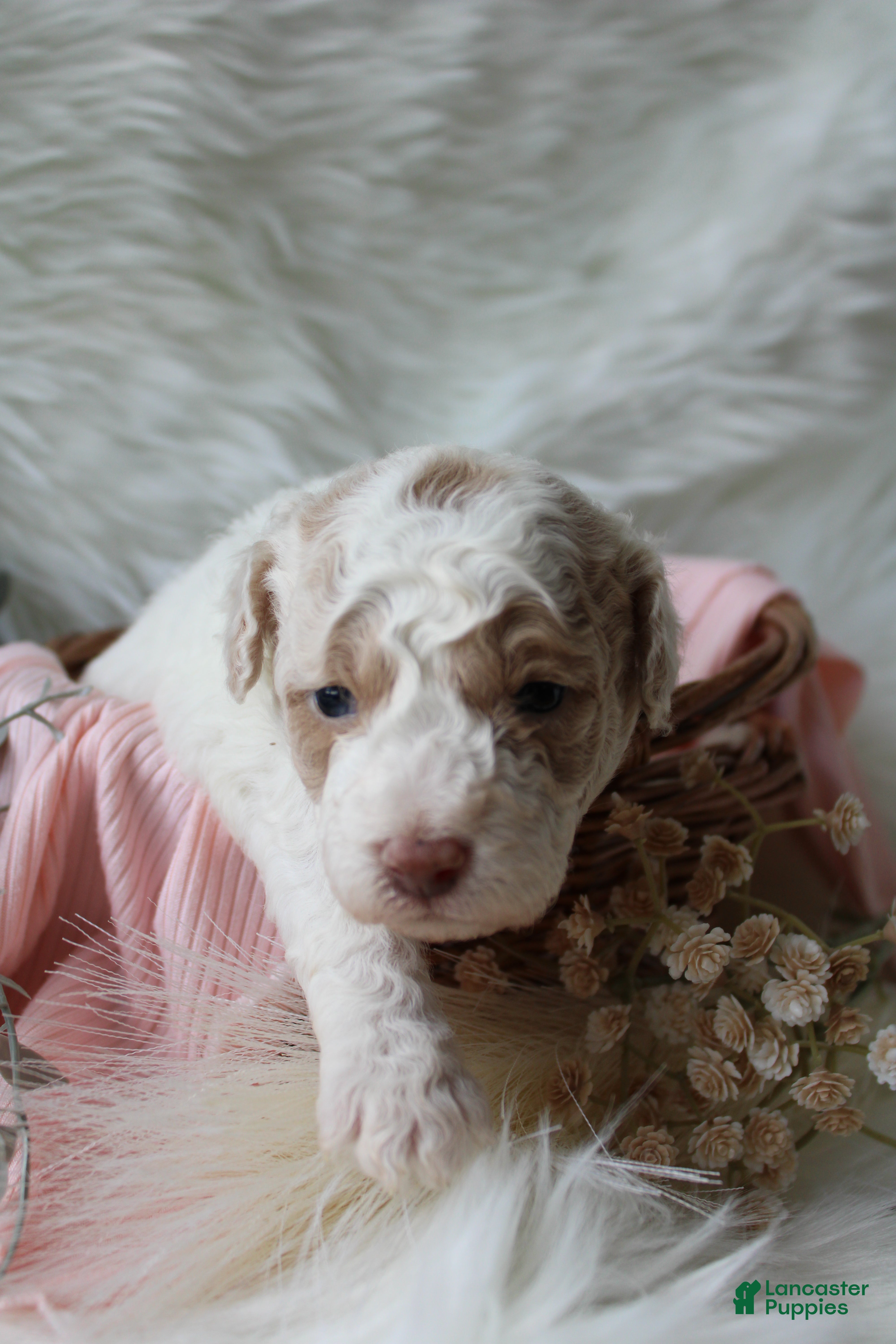 Bichpoo dogs Willow - Ad 2