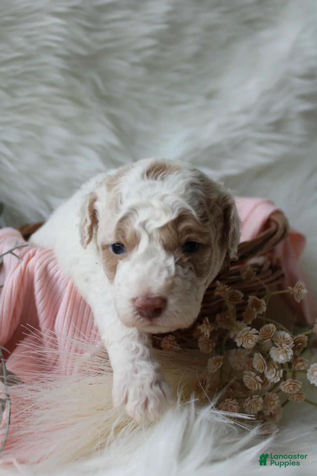 Bichpoo dogs for sale: Willow - Ad 2