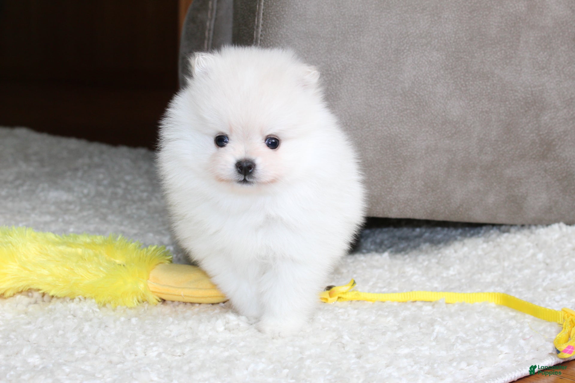 Pomeranian dogs Elliot - Ad 1