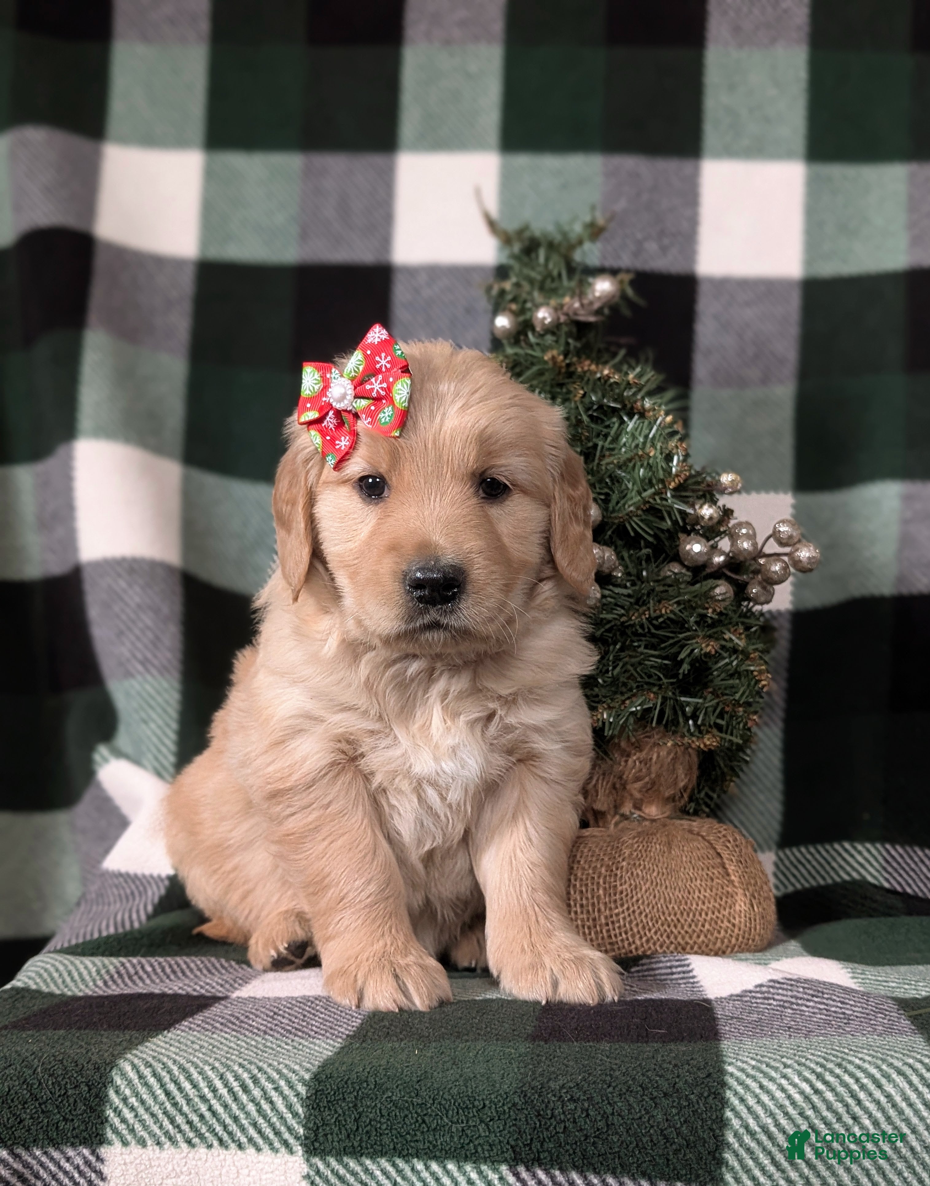 Golden Retriever dogs Carrie - Ad 32