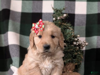 Golden Retriever dogs Carrie - Ad 29