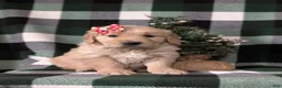 Golden Retriever dogs for sale: Carrie - Ad 11