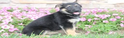 German Shepherd dogs for sale: Harper - Ad 3