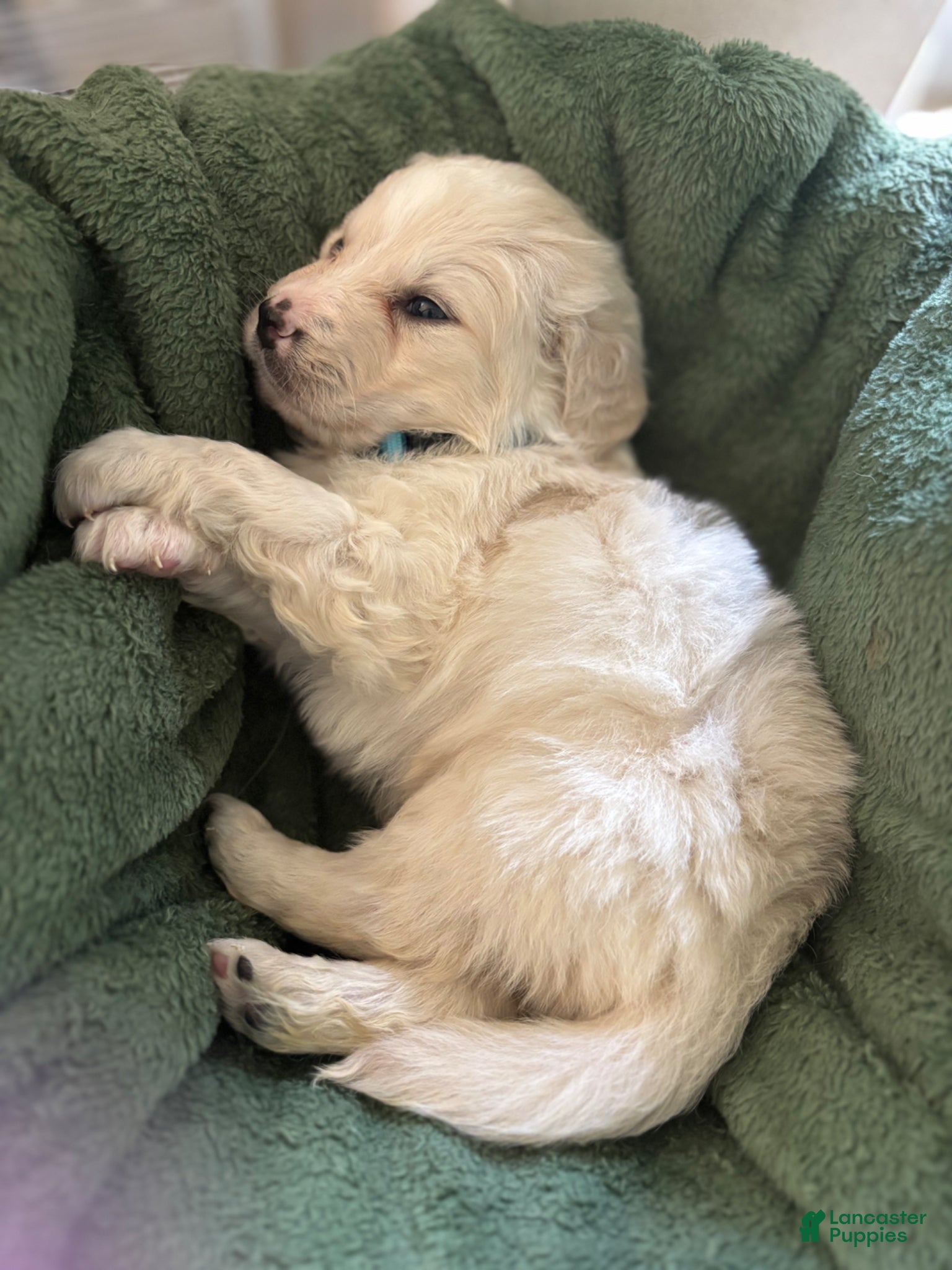 Mixed Breed dogs Light Blue - Ad 22