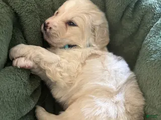 Mixed Breed dogs Light Blue - Ad 28