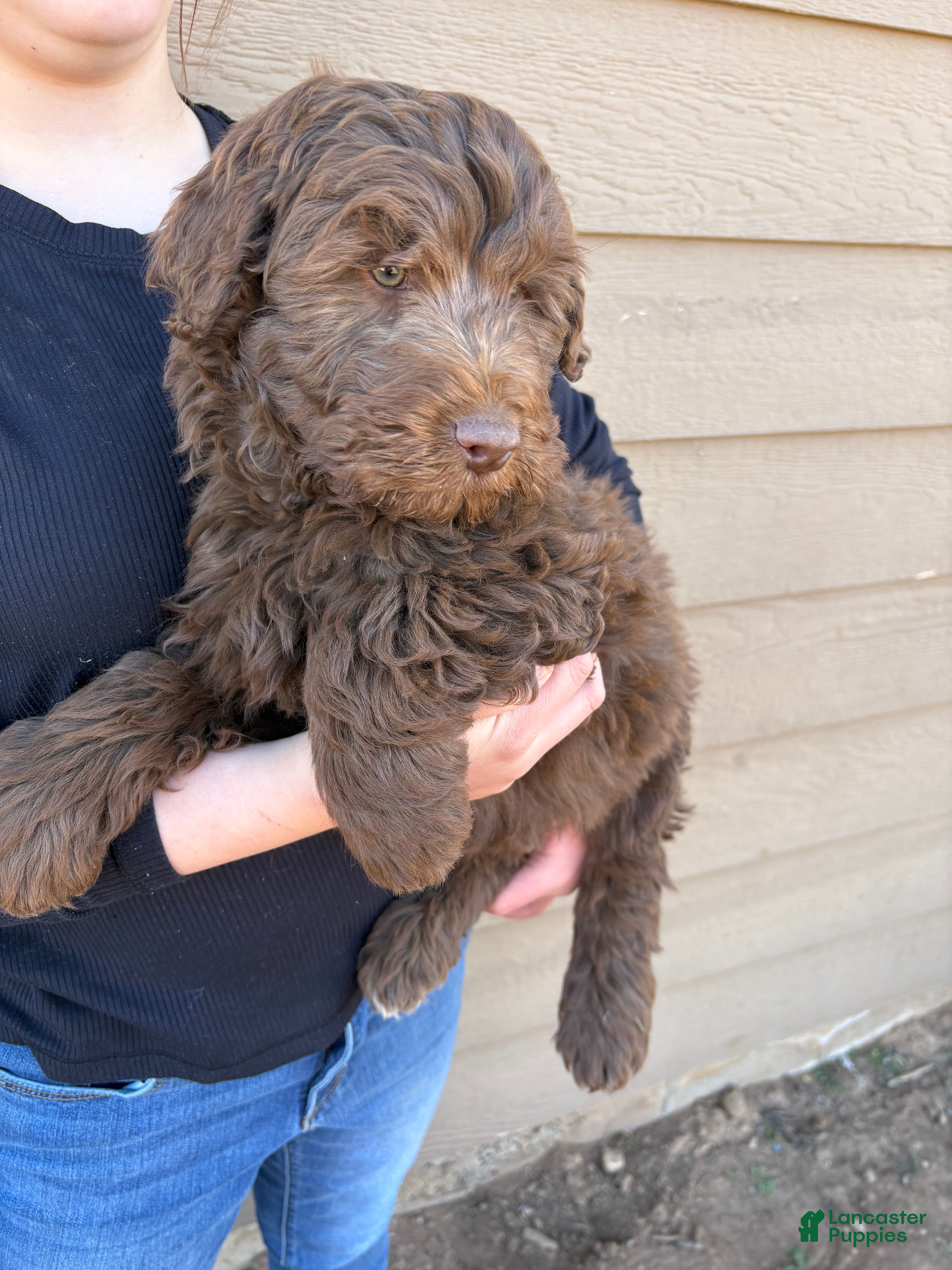 Aussiedoodle dogs  Puppy 3 - Ad 1
