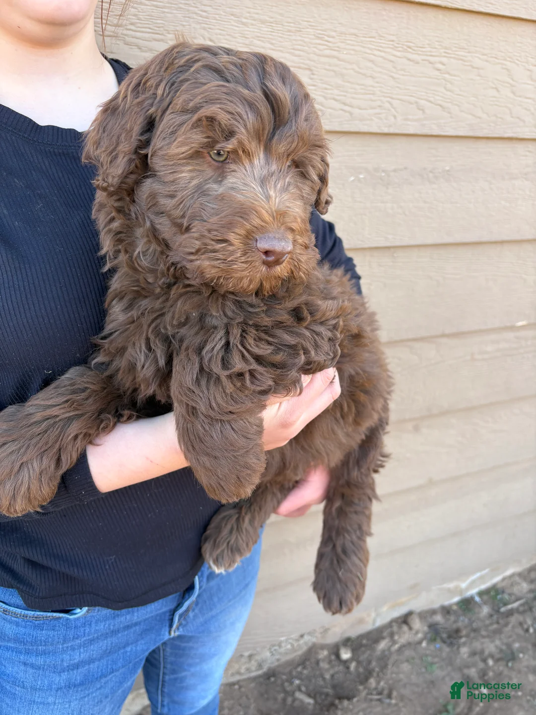 Aussiedoodle dogs for sale:  Puppy 3 - Ad 1