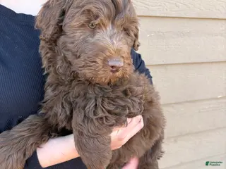 Aussiedoodle dogs Puppy 3 - Ad 1