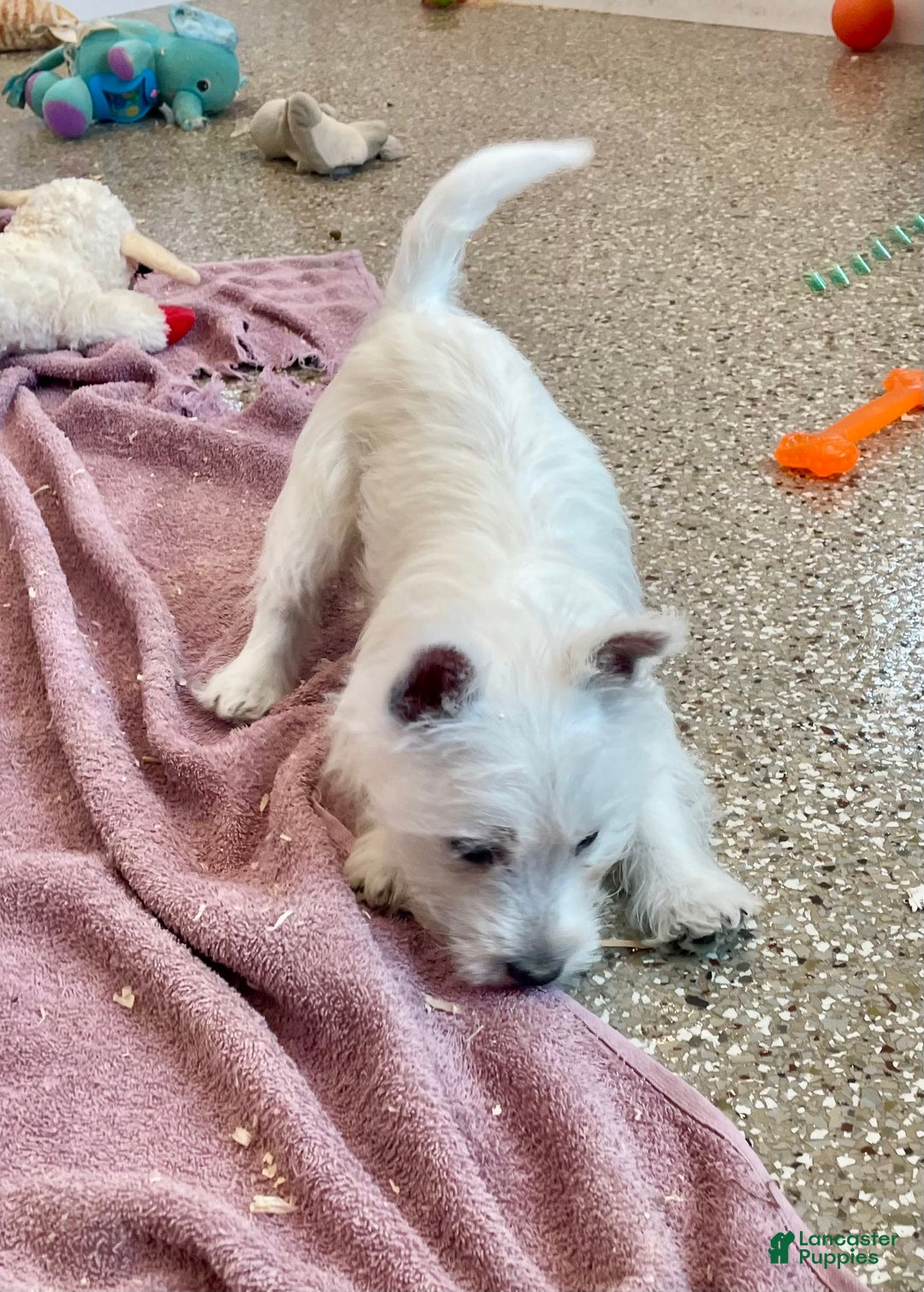 West Highland Terrier dogs for sale: Lexi, AKC - Ad 4