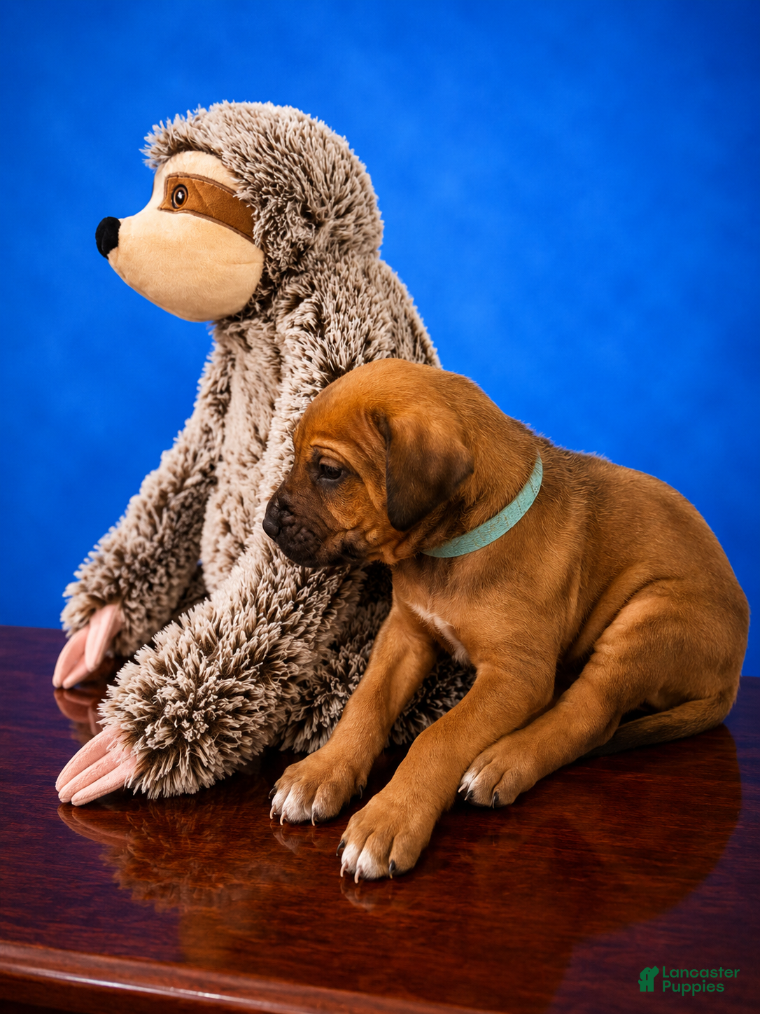 Rhodesian Ridgeback dogs Rhodesian Ridgeback Puppy 7 - Ad 3