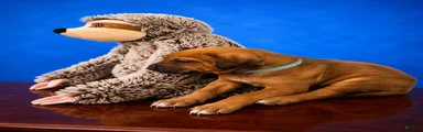 Rhodesian Ridgeback Puppy 7