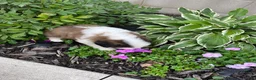 Saint Bernard dogs for sale: Saint Bernard 6 - Ad 3