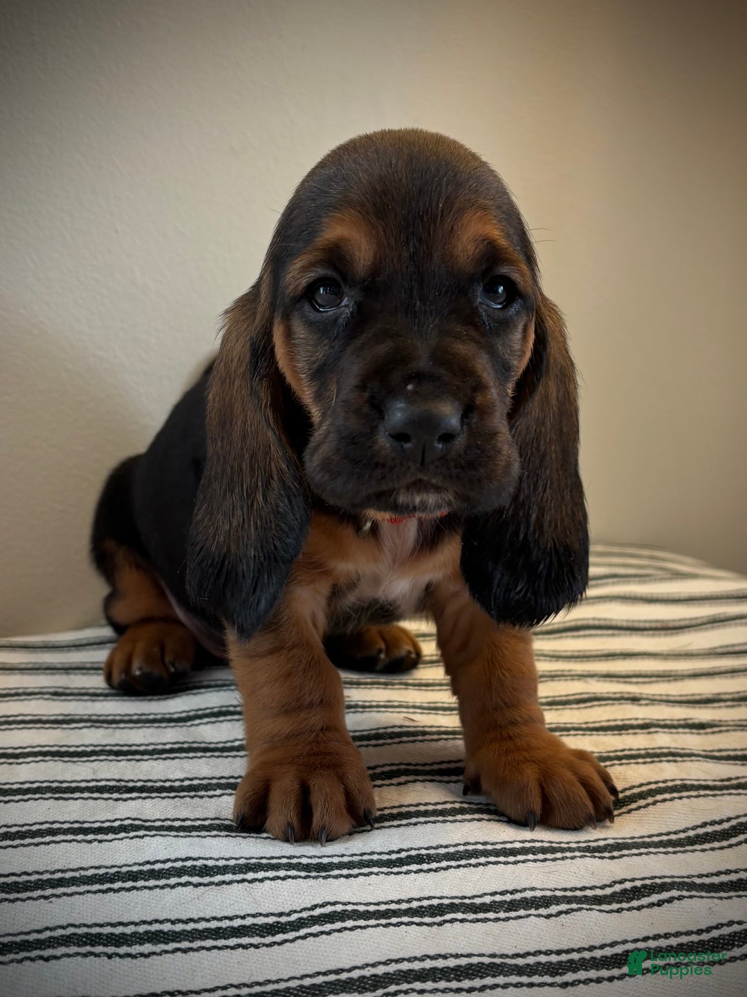 Basset Hound dogs for sale: Noelle - Ad 3