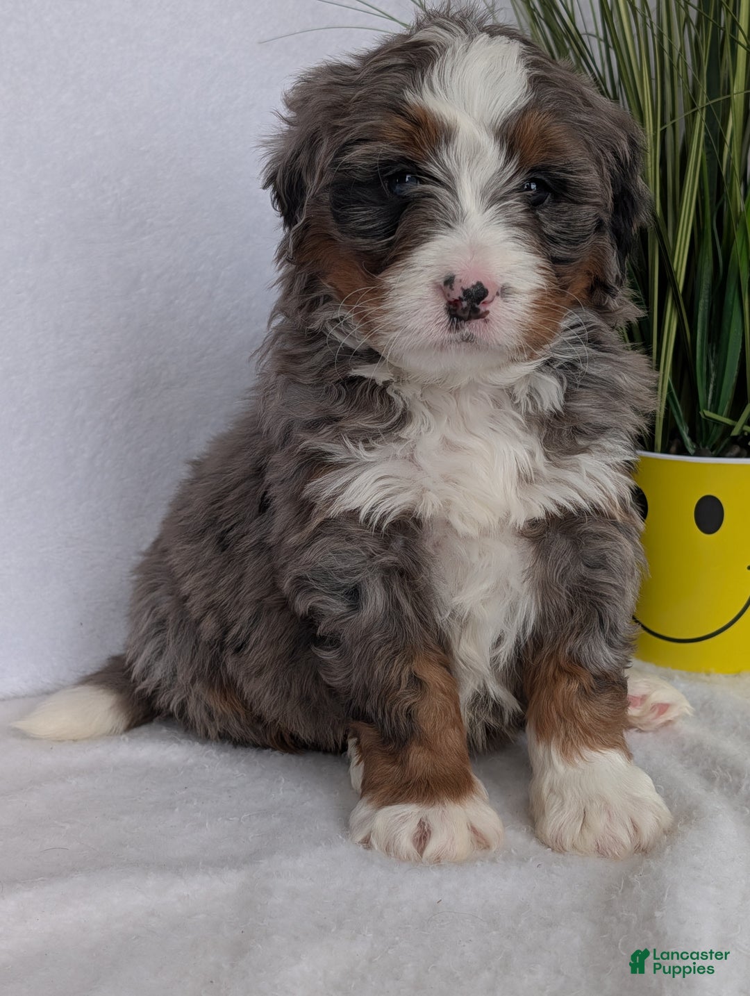 Mini Bernedoodle dogs for sale: Mini Nemo  - Ad 2