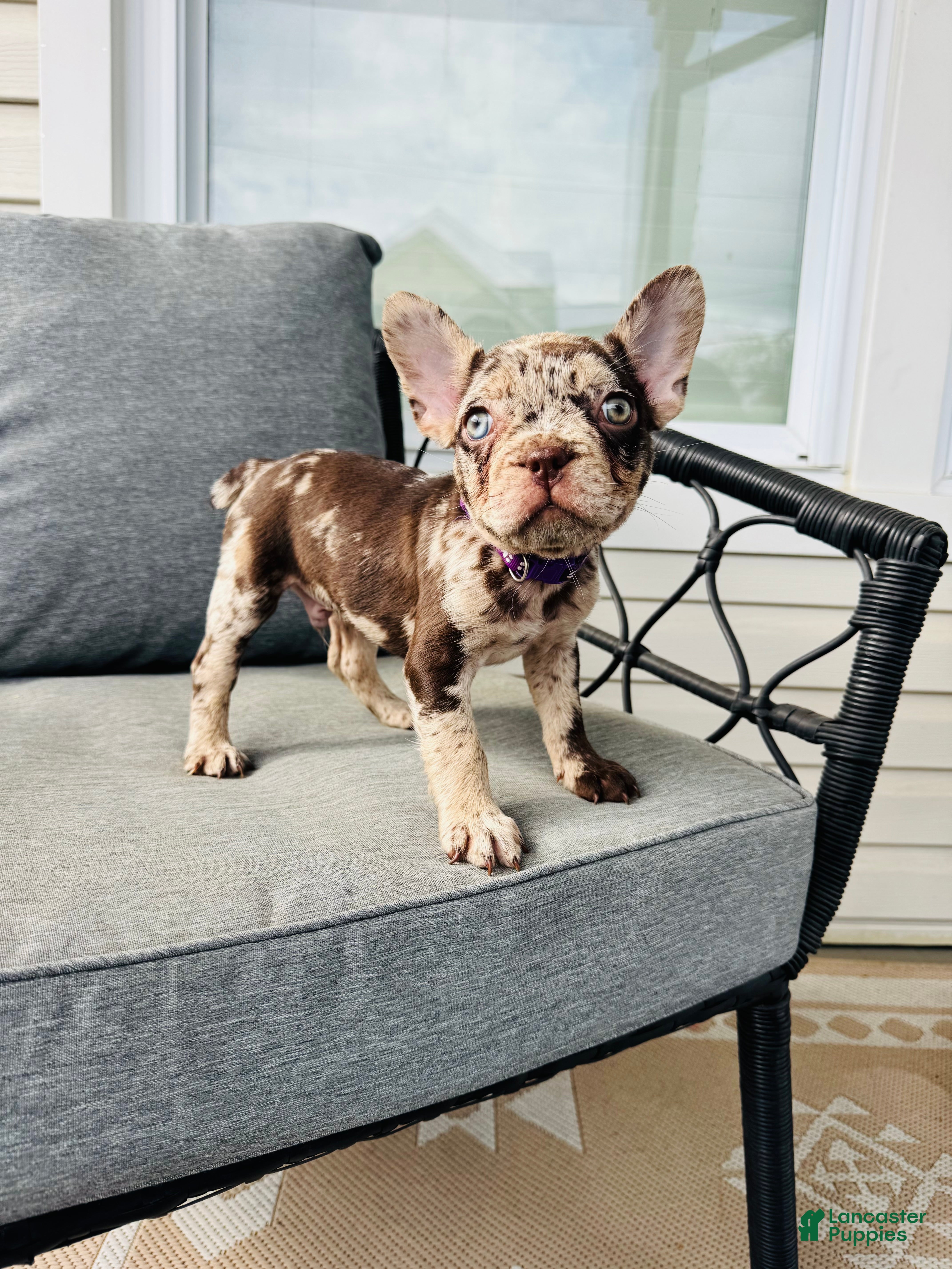 French Bulldog dogs for sale: French Bulldog Puppy 1 - Ad 3