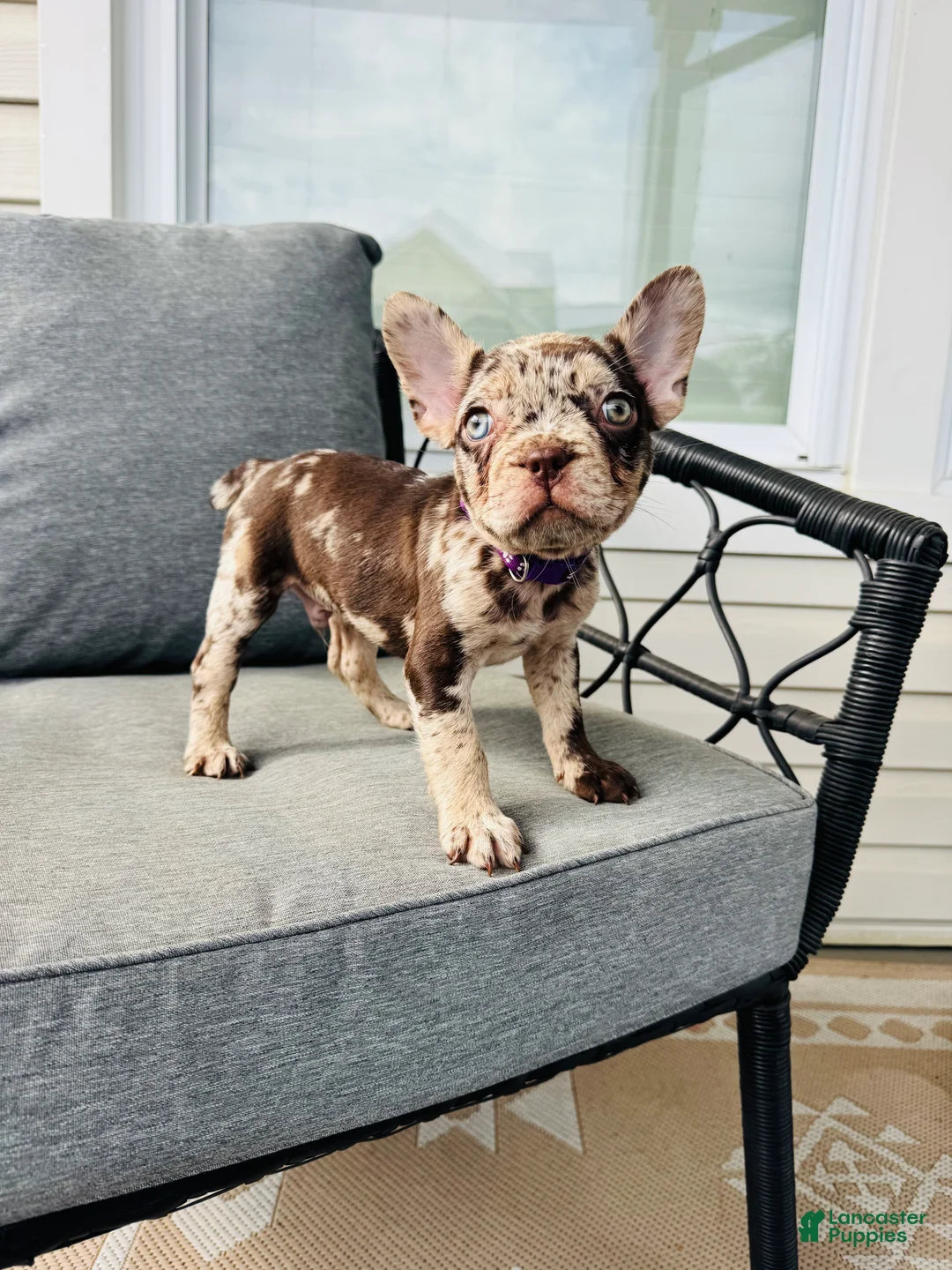 French Bulldog dogs for sale: French Bulldog Puppy 1 - Ad 1