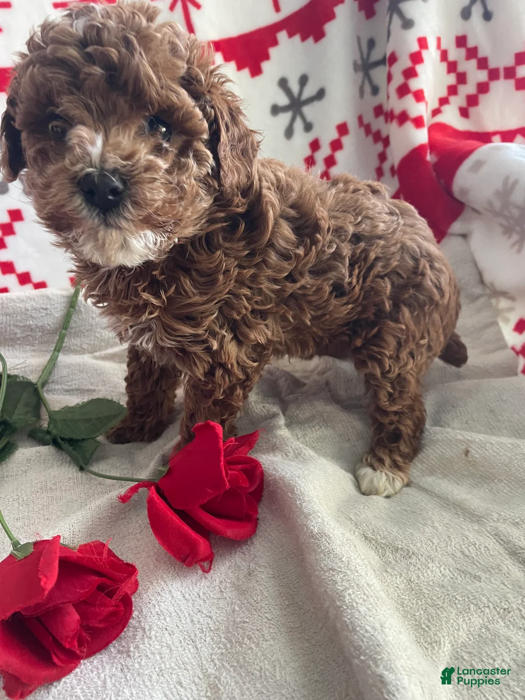 Toy Poodle dogs for sale: Bean - Ad 1