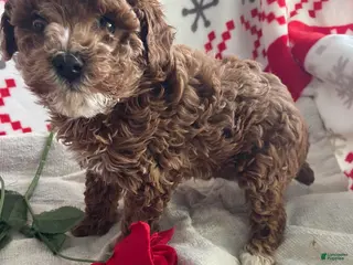 Toy Poodle dogs Bean - Ad 27