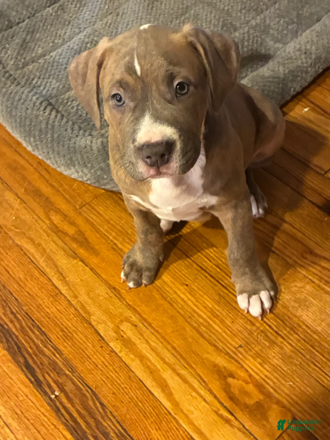 American Bully dogs for sale: Niko - Ad 1