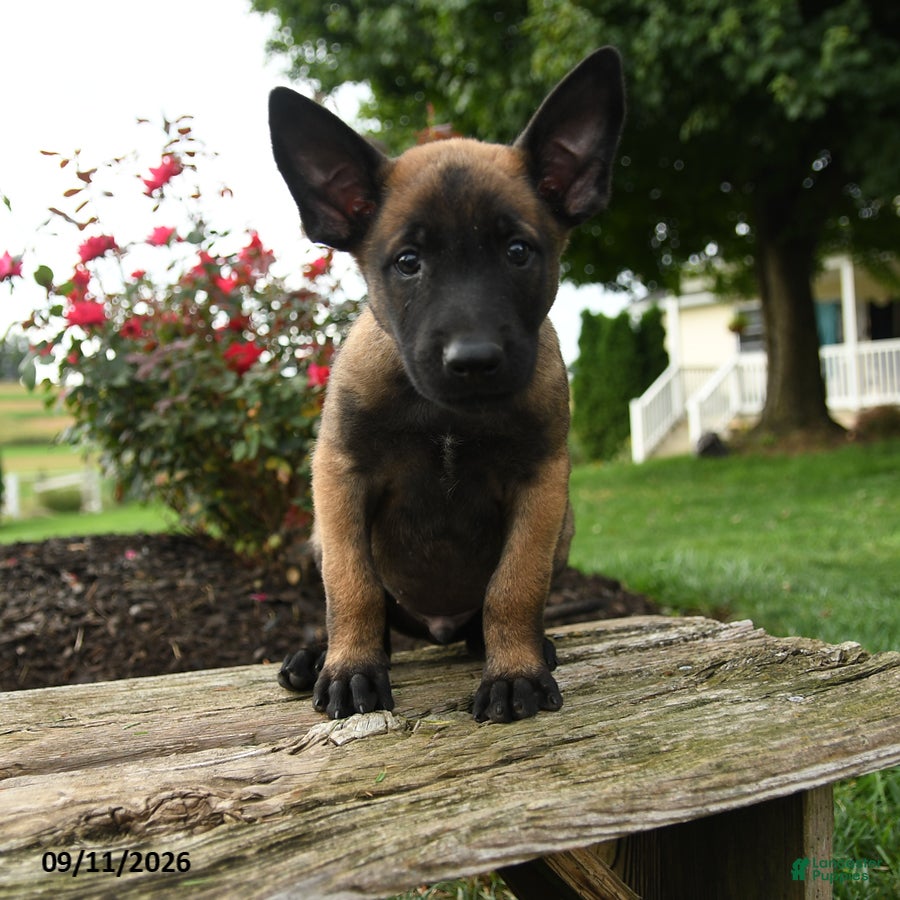 Belgian Malinois dogs Axel - Ad 1