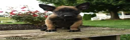 Belgian Malinois dogs for sale: Axel - Ad 1