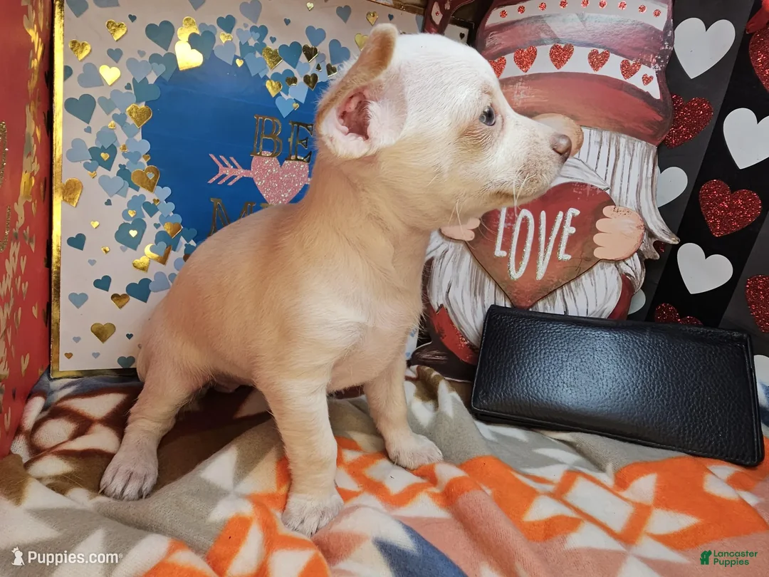 Chihuahua dogs for sale: Vanilla Cloud (Female) - Ad 3