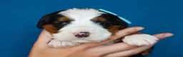 Mini Bernedoodle dogs for sale: Myron - Ad 3